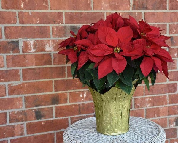 poinsettia in a vase on table