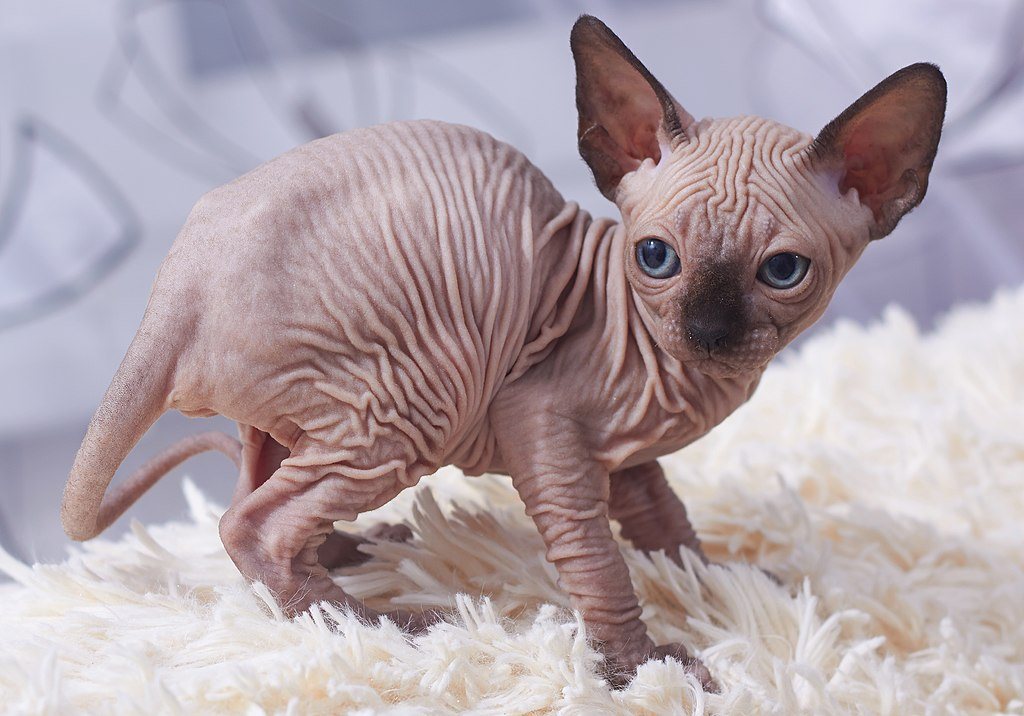 pointed color sphynx