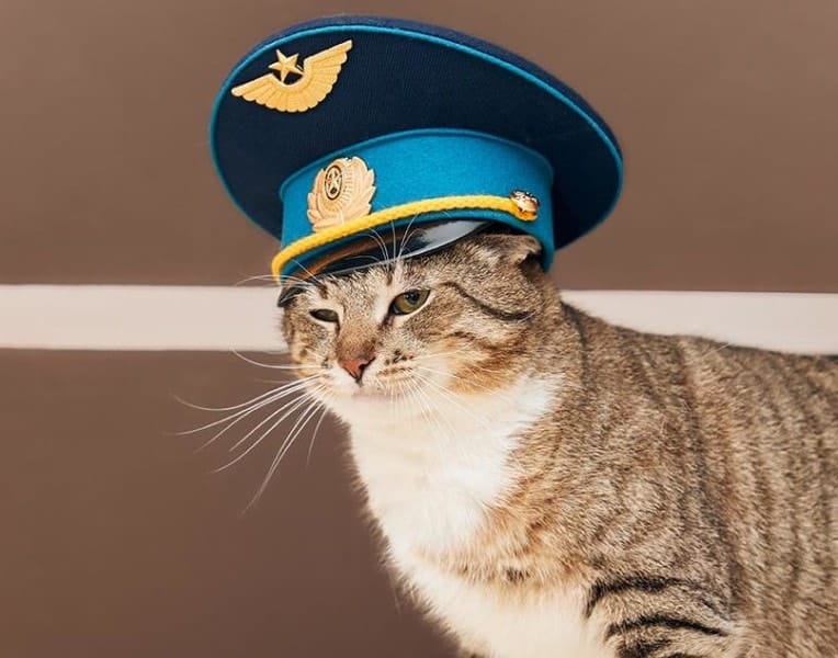 police cat