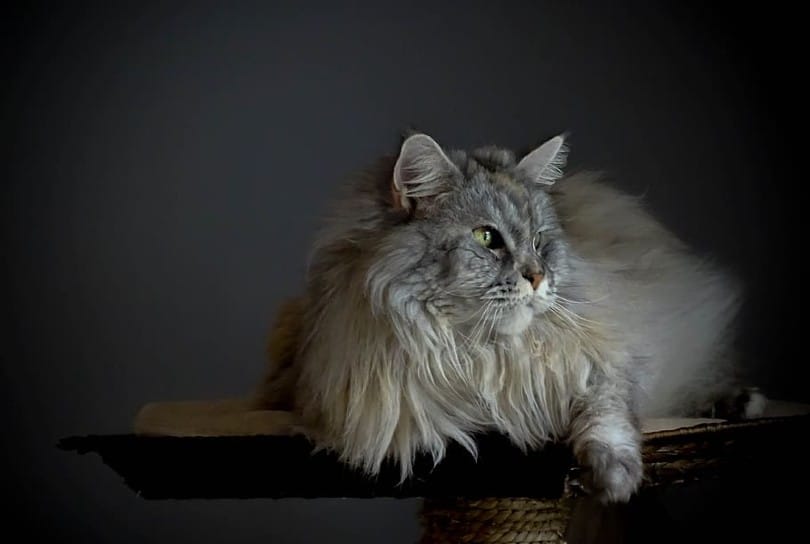 portrait of a silver maine coon cat