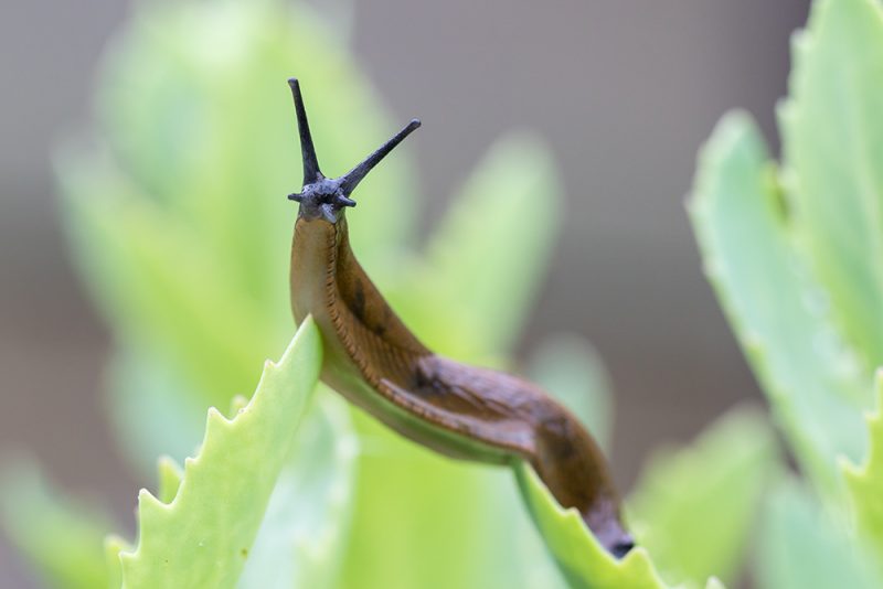 portuguese slug on a leaf