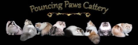 pouncing paws cattery logo