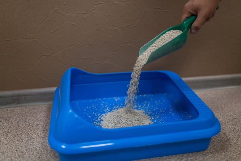 pouring cat litter