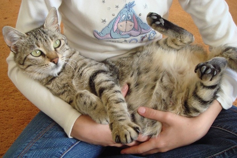 pregnant cat getting some cuddles