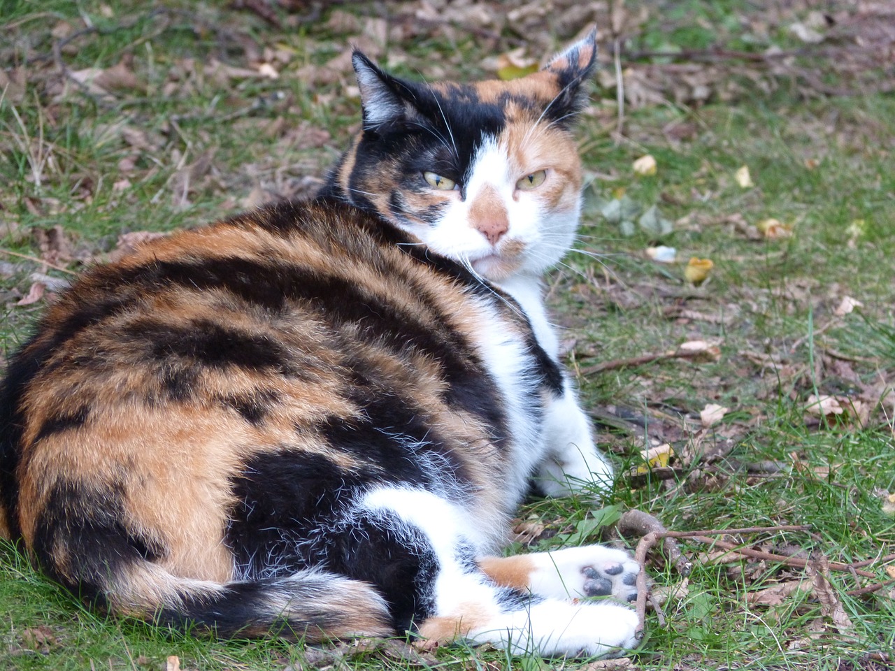 pregnant cat lying