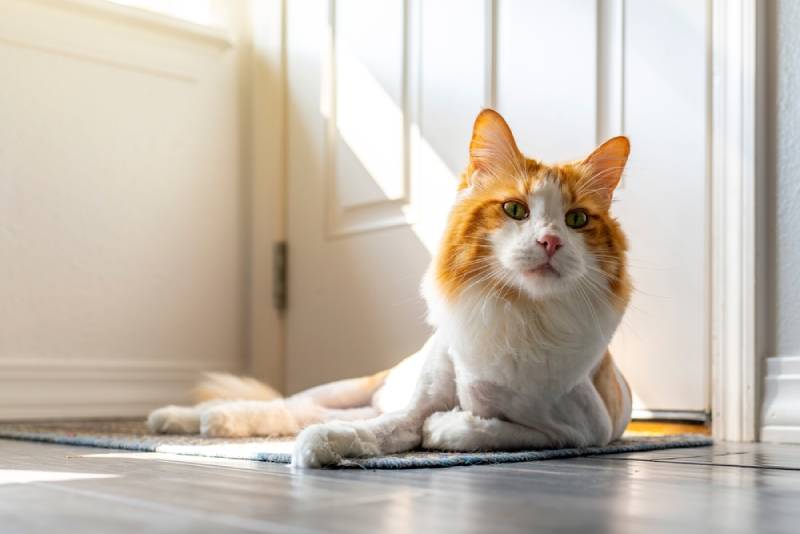 pretty cat with a lion cut shave haircut lying at home