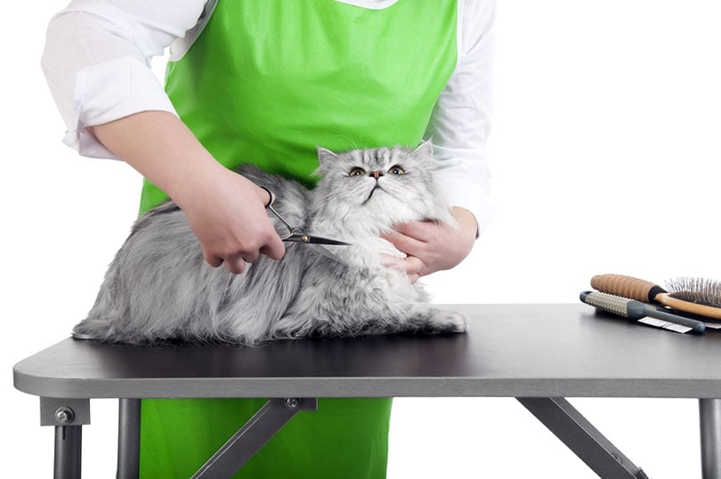 professional groomer grooming persian cat