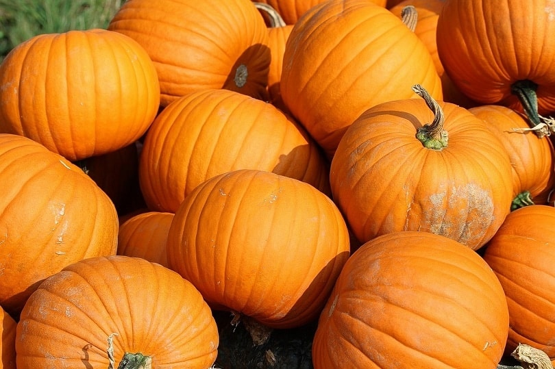 pumpkins-pixabay