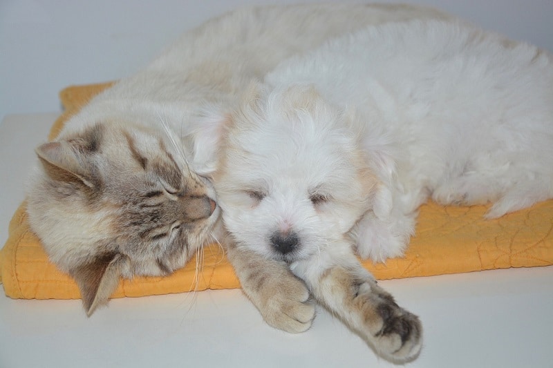 puppy and cat sleeping