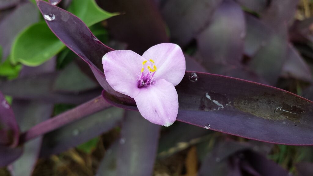 Wandering Jew