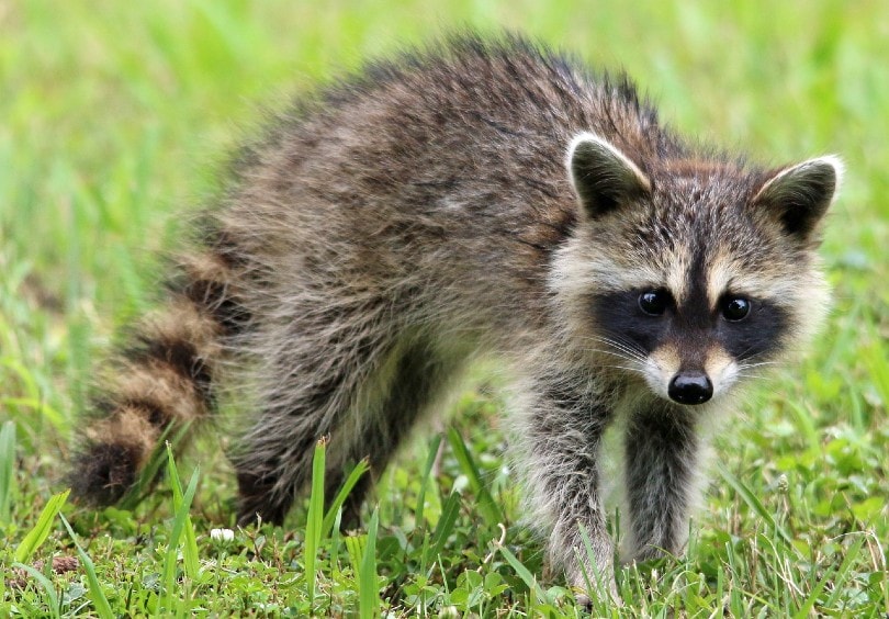 raccoon on grass