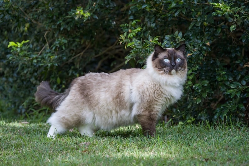 ragdoll cat in the garden