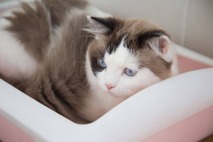 ragdoll cat using cat litter box
