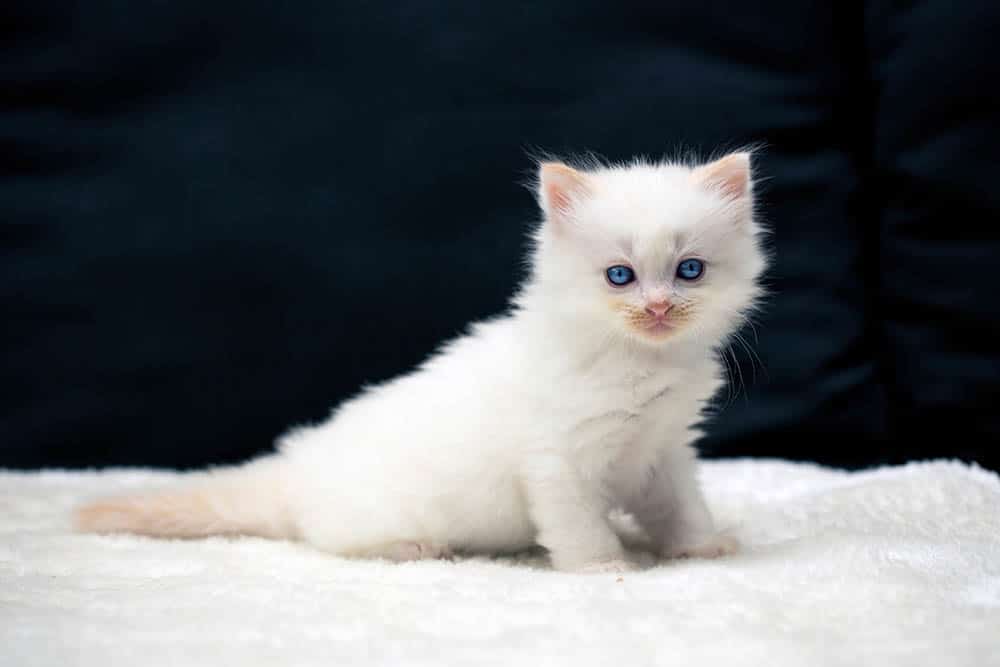 ragdoll kitten born in Australia