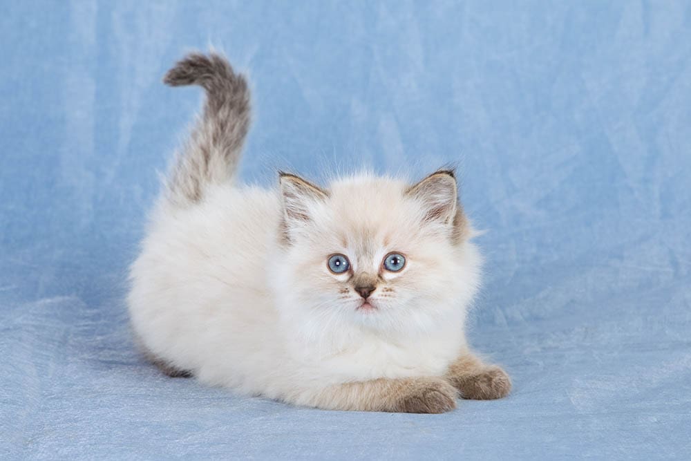 Ragdoll kitten on blue background