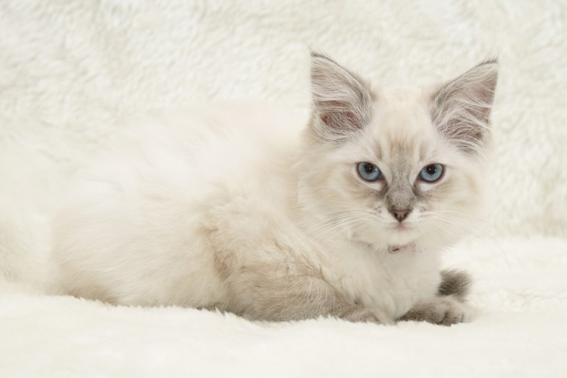 ragdoll kitten_cath5_shutterstock