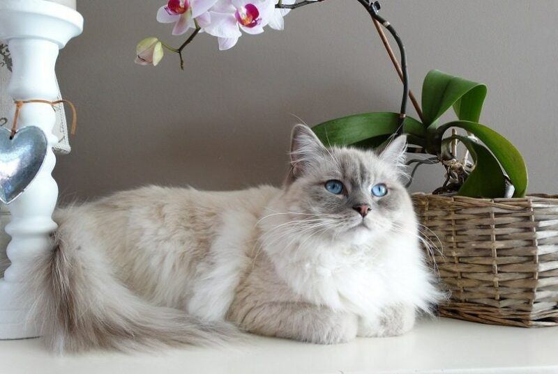 ragdoll lying on the floor