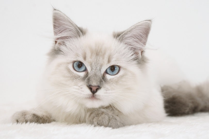 ragdoll_cath5_shutterstock