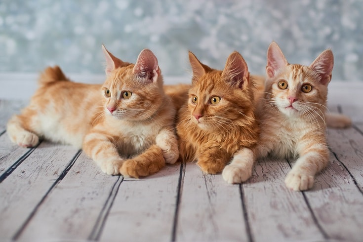 red american bobtail cats