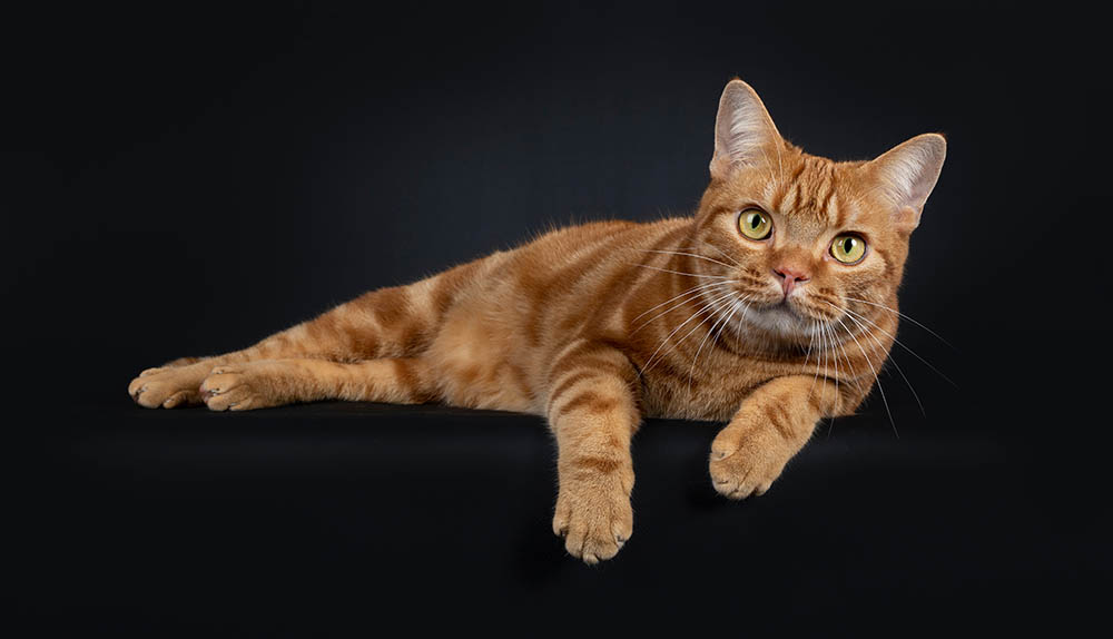 red american shorthair