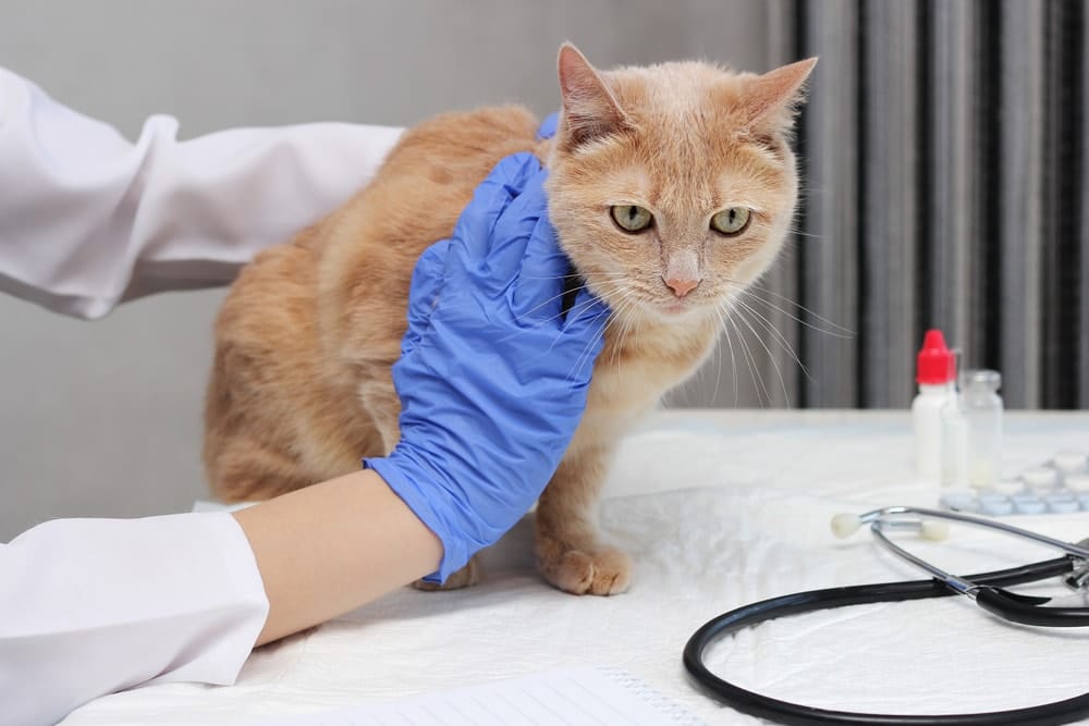 cat is being examined by a veterinarian