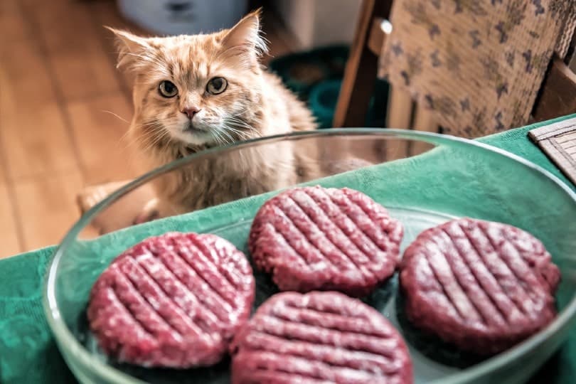 red cat is waiting for the meat cutlets burger