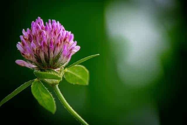 Red clover (Trifolium pratense)