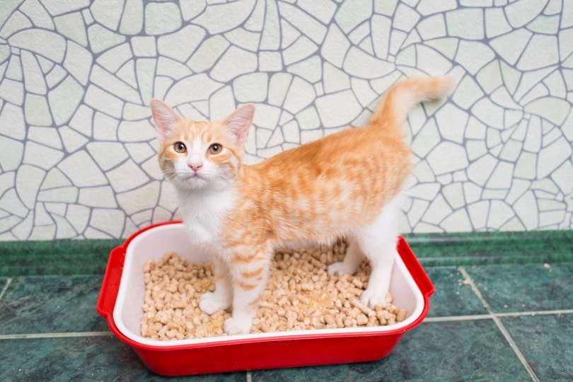 red haired cat in litter box