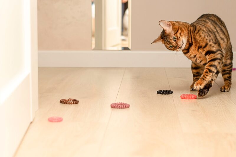 red leopard bengal cat plays with rubber bands