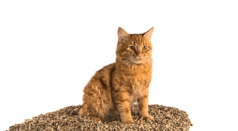 red manx cat