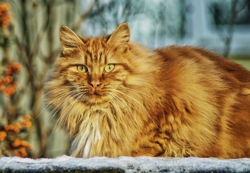 red norwegian forest cat