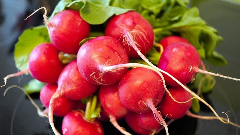 red radishes