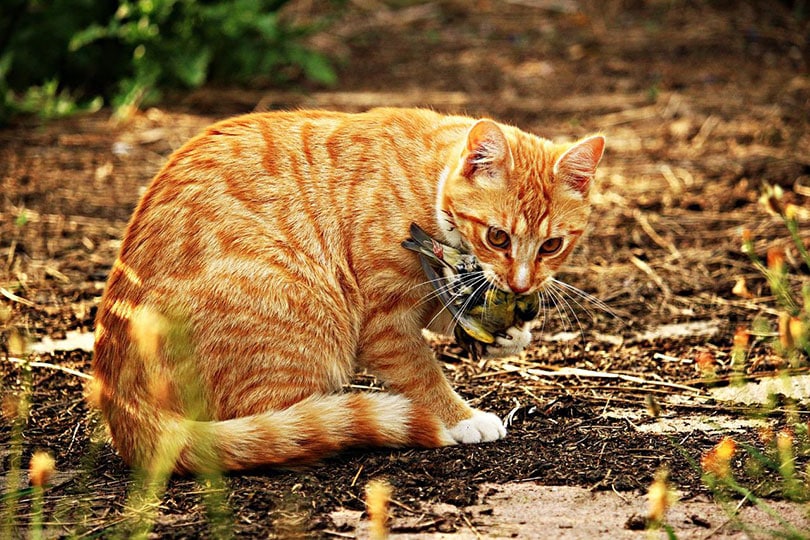 red tabby cat hunting a small bird