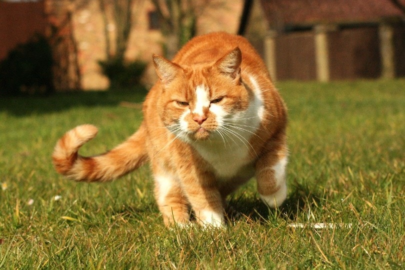 red tabby cat in pain walking on grass outdoor