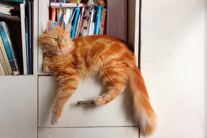 red tabby cat relaxing on book shelf