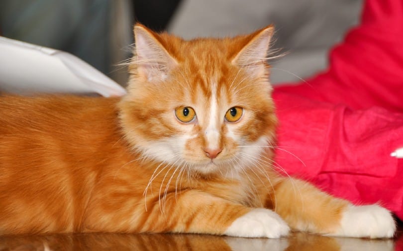 red tabby manx cat