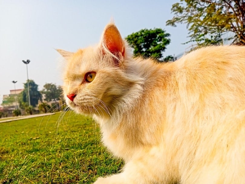 red turkish angora