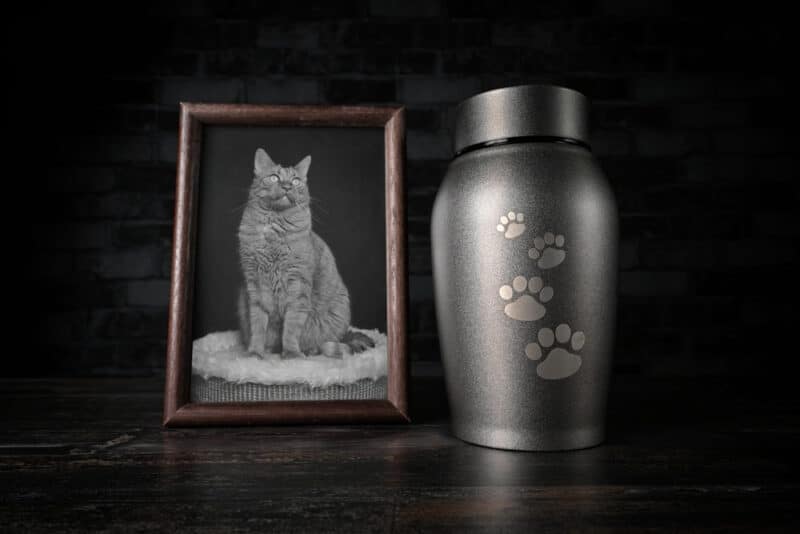 remembrance of a pet cat