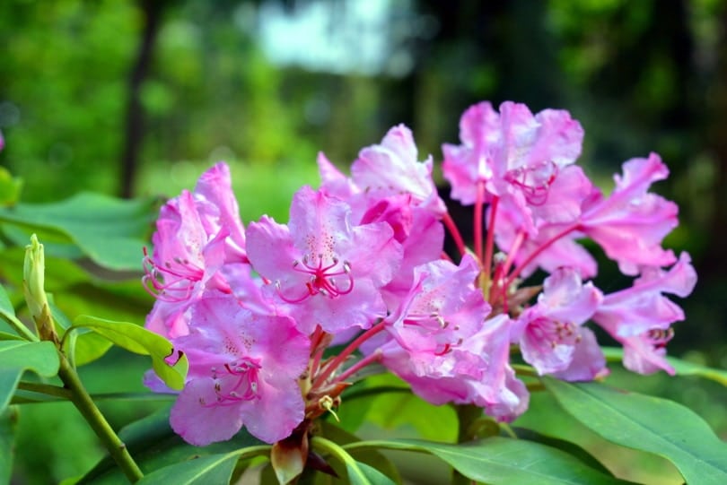rhododendron azalea flowers