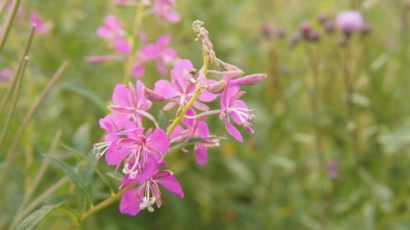 rosebay-willow-herb-pixabay