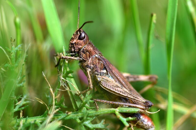 grasshopper