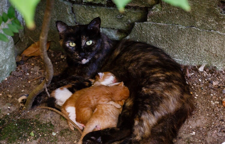 cat nursing kittens outside