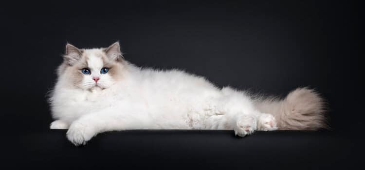 Bicolor Ragdoll cat