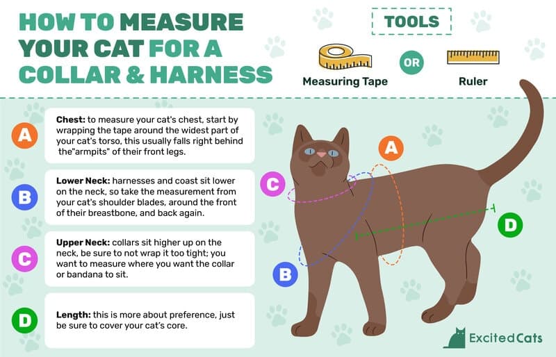 excited_cats_how_to_measure_your_cat_for_a_harness