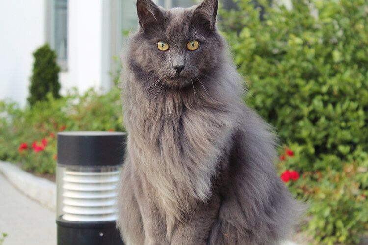 nebelung cat sitting