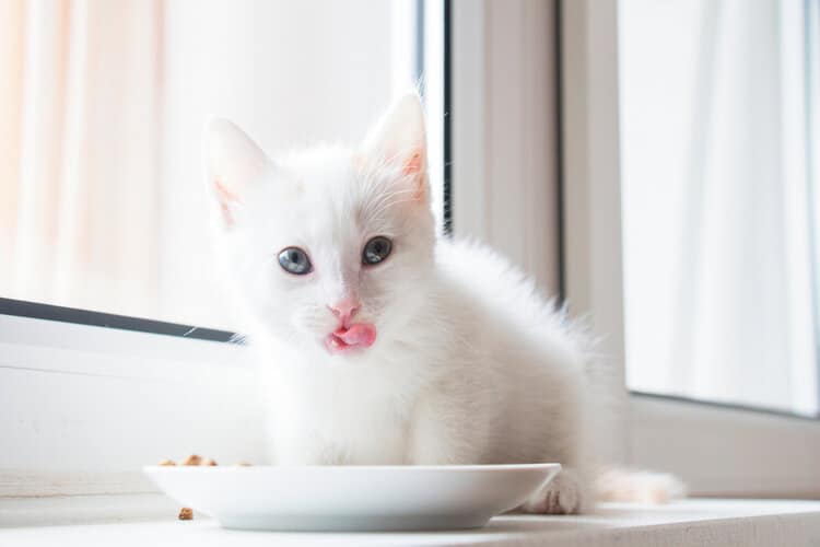 white kitten licks lips