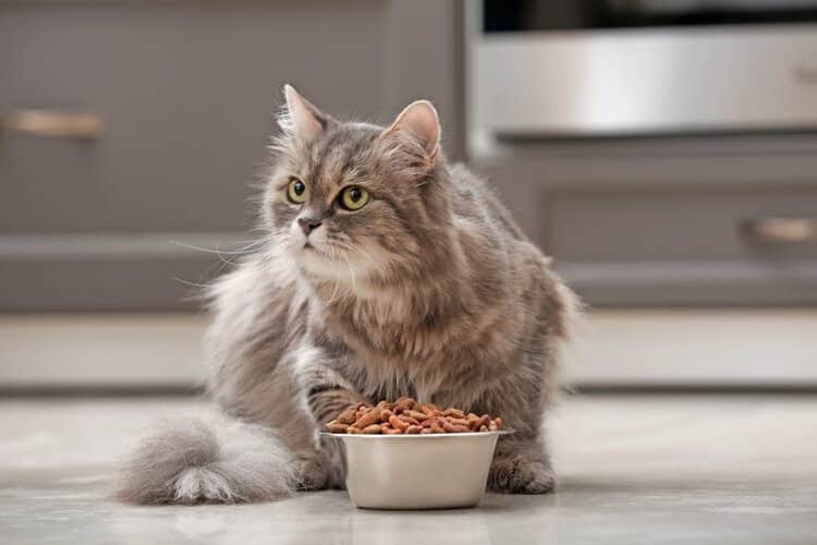 fluffy grey cat with food
