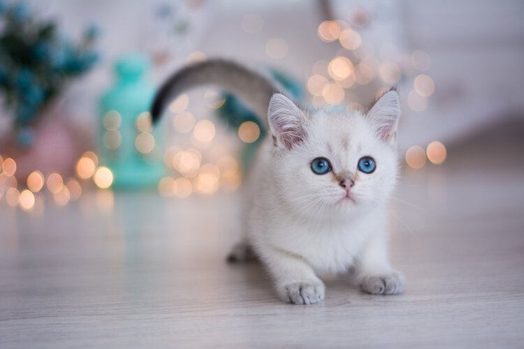 white fluffy munchkin cat
