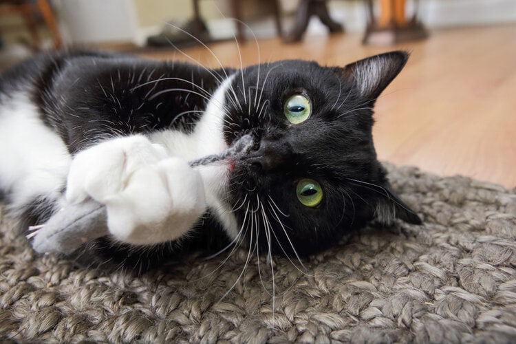 black & white cat with cat nip