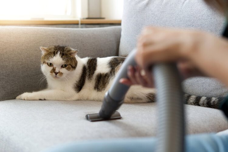 cat on couch while vacuum